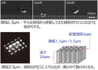 溝の幅による細胞（ケラトサイト）の挙動の違いの図