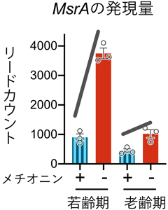 メチオニン制限時期とMsrA遺伝子の発現量の図