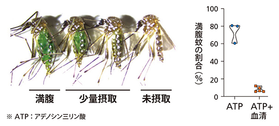 血清を加えると満腹蚊の割合が減少の画像