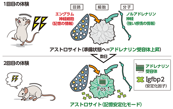 恐怖体験時と回想時のアストロサイトの変化の図