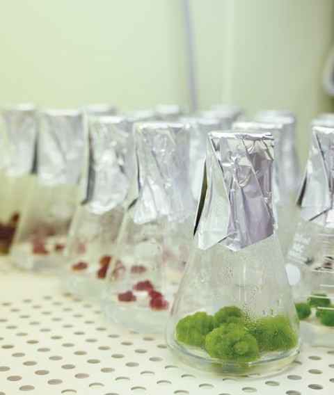 Picture of plant cell cultures