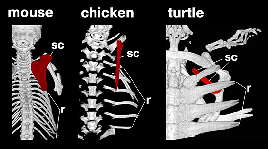 Figure comparing skeletal structures