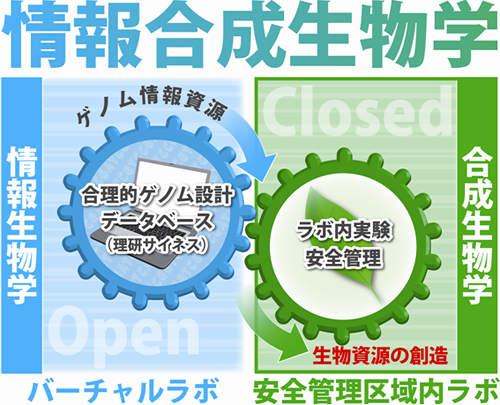 情報生物学と合成生物学の関係図