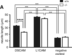 マウス摘出後根神経節を用いたDSCAM-DSCAM接着依存的神経突起伸長の解析の図