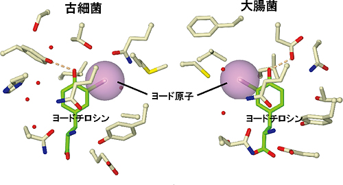 2つのTyrRS変異体に結合したヨードチロシンの図