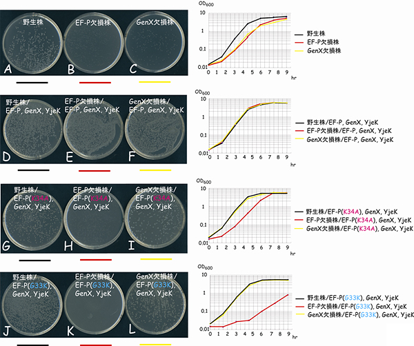 EF-Pのリシル化（リシンの受け取り）が大腸菌の増殖に及ぼす影響の図