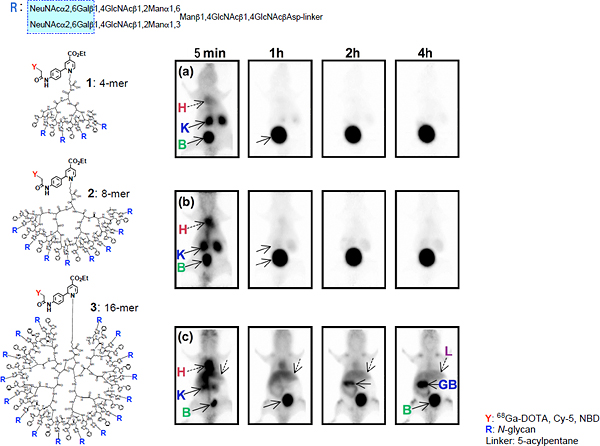 デンドリマーの分岐数が生体内動態に及ぼす影響の図