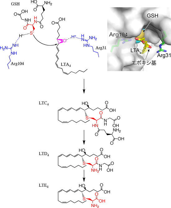 Cys-LTの産生の図