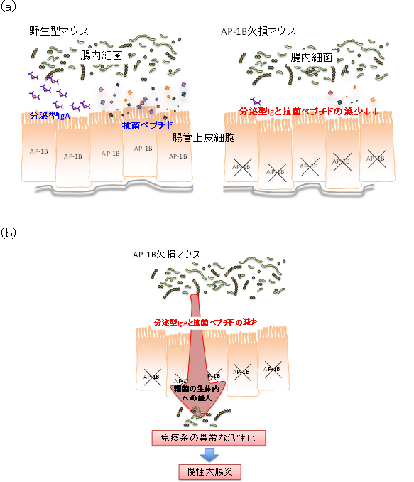 AP-1B欠損マウスにおける大腸炎発症モデルの図