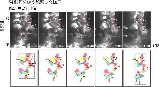 神経板の湾曲と収斂（れん）伸長の図