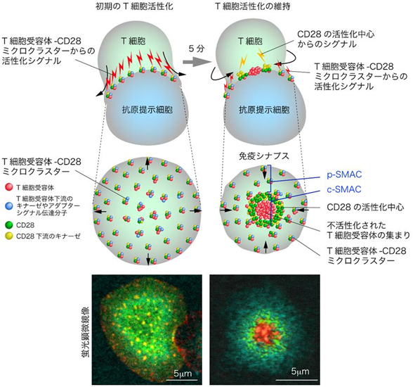 免疫シナプスの構造とミクロクラスターの図
