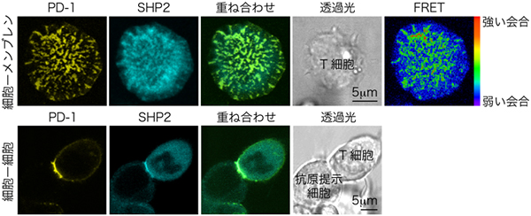 PD-1ミクロクラスターに集まるSHP2の図
