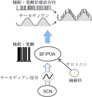 SCNとBF/POAによる睡眠のサーカディアンリズムの図