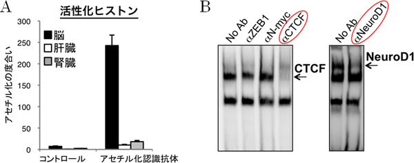 脳特異的なヒストンの活性化と、転写因子CTCF、NeuroD1の同定の図