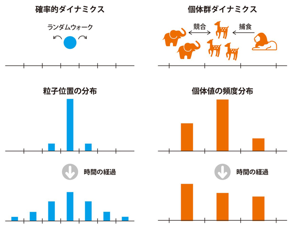確率的ダイナミクスと個体群ダイナミクスの類似性の図