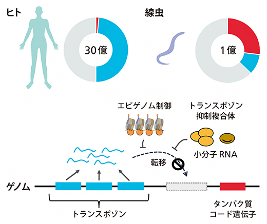 ヒトと線虫のゲノムの構成とトランスポゾンの制御の図