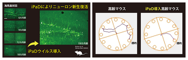 高齢マウスに対するiPaD導入による記憶力回復テストの図