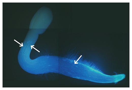 発芽後のニチニチソウ種子から取り出した胚の図