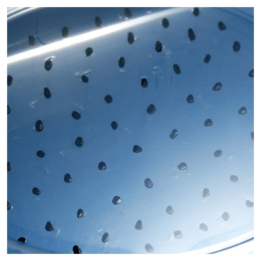 シャーレにまいたニチニチソウの種子の図