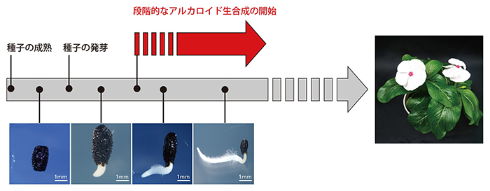 ニチニチソウの種子の発芽過程におけるアルカロイド生合成の図
