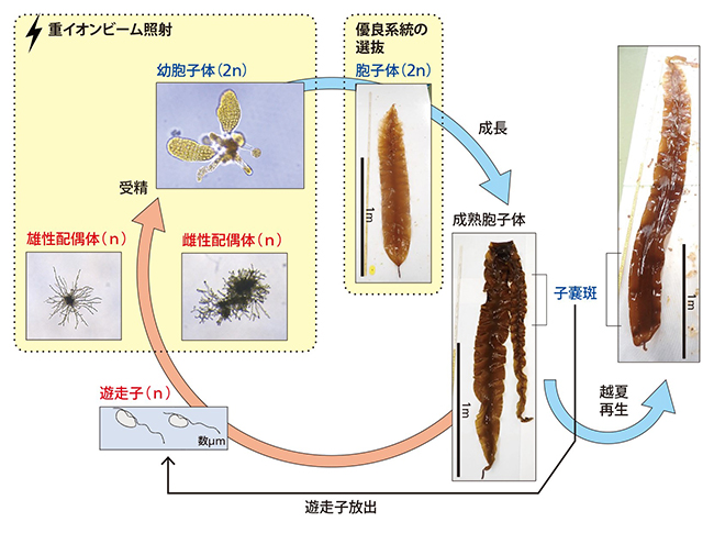 重イオンビームによる変異誘発技術を用いた品種改良法の図