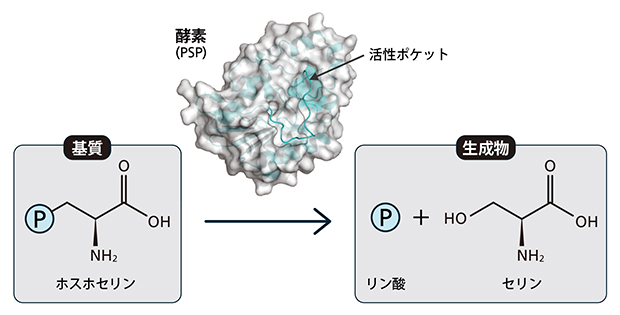 セリンを合成する酵素反応の図