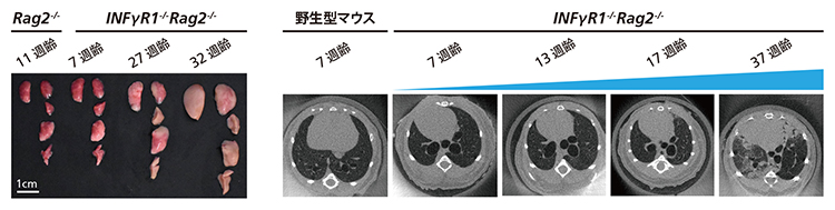 ILC2を活性化したマウスの図