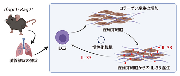 IPF発症のメカニズムの図