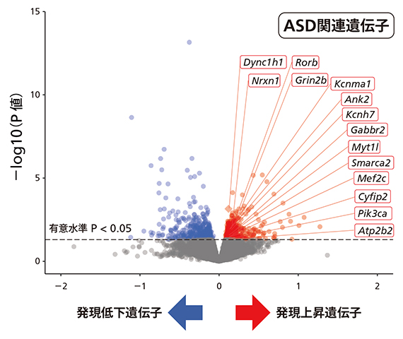 Kmt2c変異マウスの脳における遺伝子発現の変化の図
