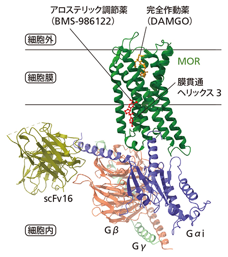 今回明らかにしたμオピオイド受容体（MOR）の3次元構造（クライオ電子顕微鏡構造）の図