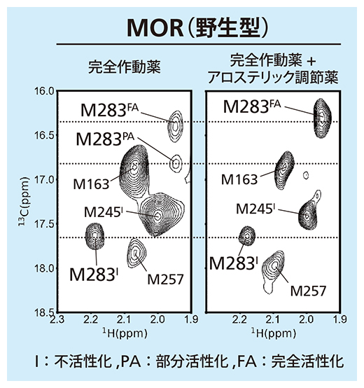 MORの溶液NMR法による解析の図