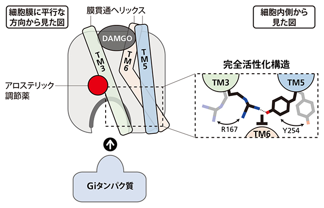 アロステリック調節薬でMORの活性が上がる仕組みの図