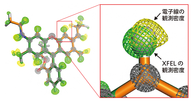 低分子有機化合物ローダミン6Gの立体構造の図