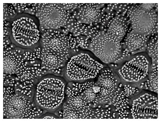スギナの茎表面の走査電子顕微鏡写真の図