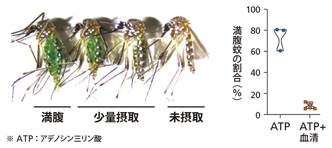 血清を加えると満腹蚊の割合が減少の図