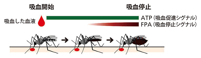 吸血開始から停止までで変化するシグナルの図