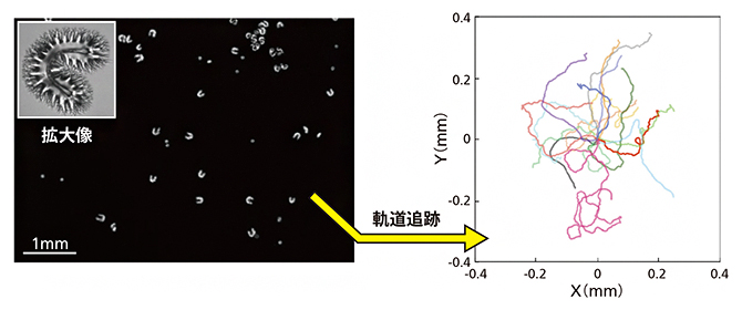フェボットの像とその運動の様子の図