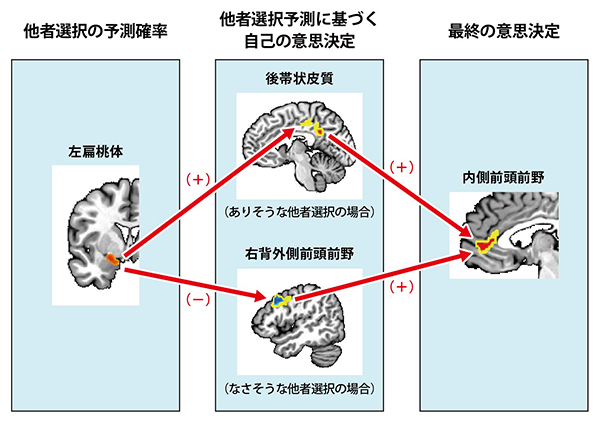 他者の選択肢を予測して自らの意思決定を行う脳回路の図