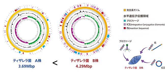 ティザレラ菌A株とB株のゲノム構造の違いの図