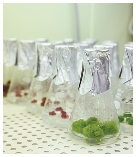 無菌培養中の植物培養細胞の図