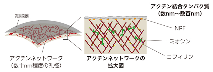 細胞膜とアクチンネットワークの図