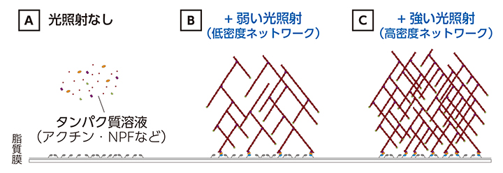 光照射によるアクチンネットワークの構築の図