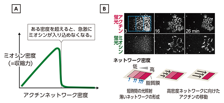 アクチンネットワークの密度の違いでアクチンが動くの図