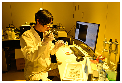 顕微鏡で観察するための試料（サンプル）作成の図