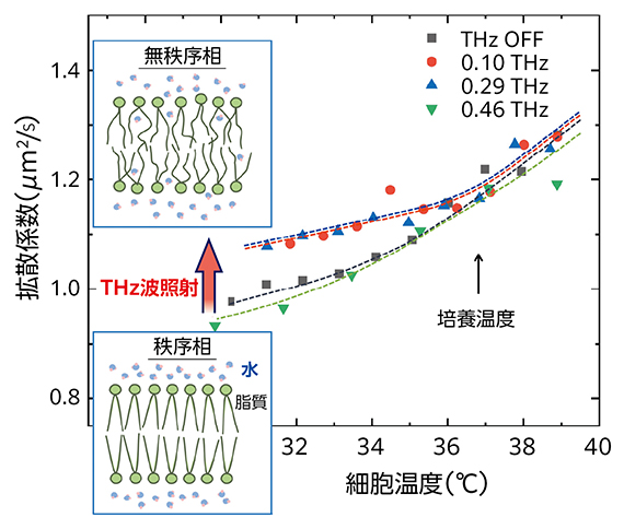 細胞膜の拡散係数の温度変化の図