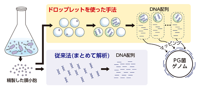 細菌膜小胞内部に含まれるDNA配列の解析の図