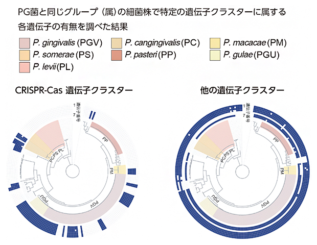 近縁種におけるCRISPR-Cas遺伝子クラスターの分布の図