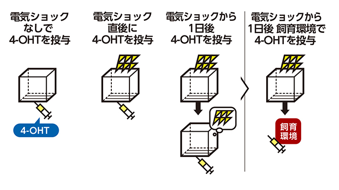 四つの条件下におけるアストロサイトの比較実験の図