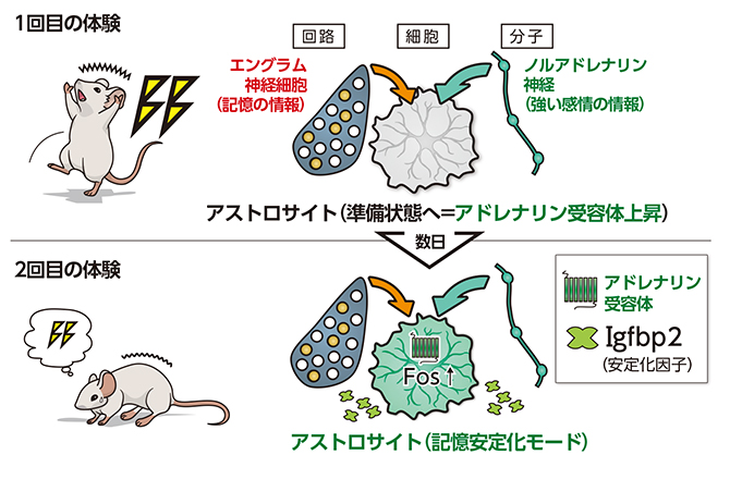恐怖体験時と回想時のアストロサイトの変化の図