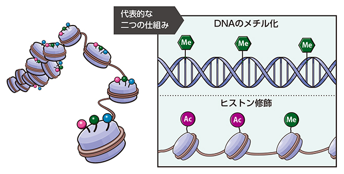 エピゲノムとはの図